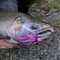 Coho Salmon caught with Steely Purple Pink 5D Brush and Hot Pink Fly Fur on jig